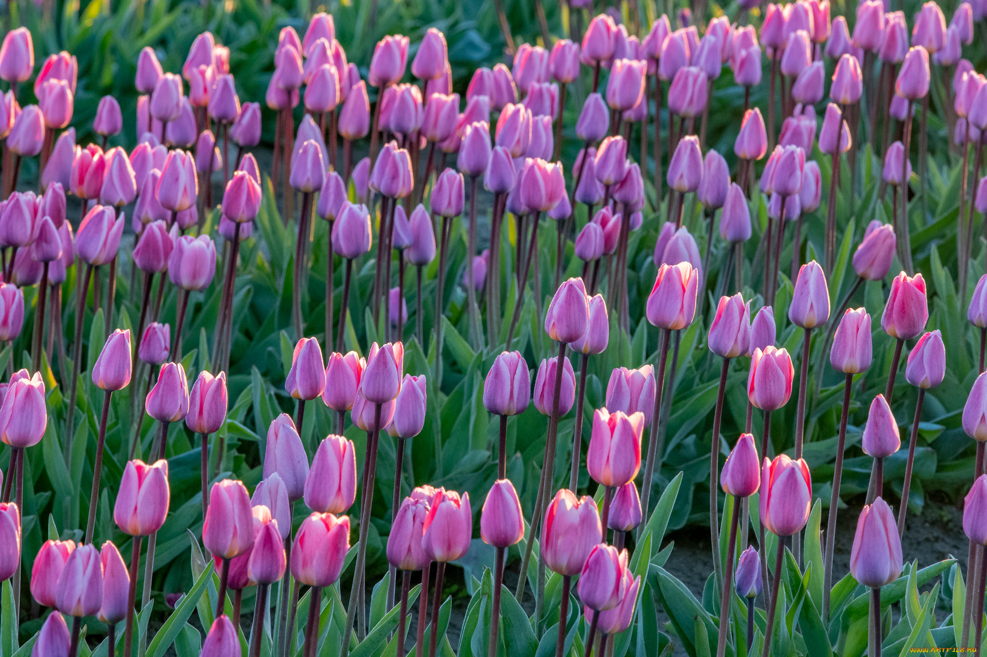 �����, ��������